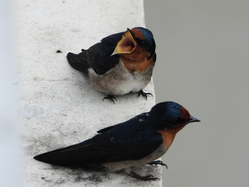 Hirundo javanica