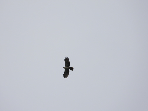 Rufous-bellied Eagle (Lophotriorchis kienerii), photo 2