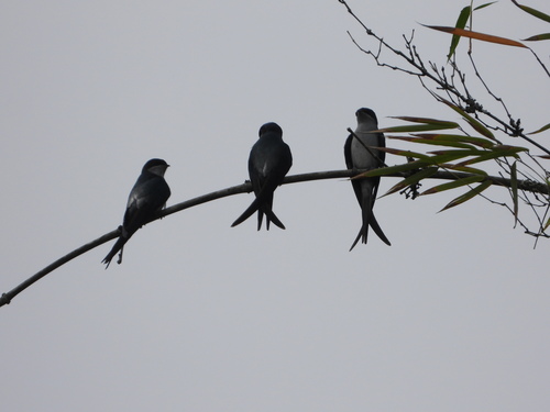 Grey-rumped Treeswift (Hemiprocne longipennis), photo 5