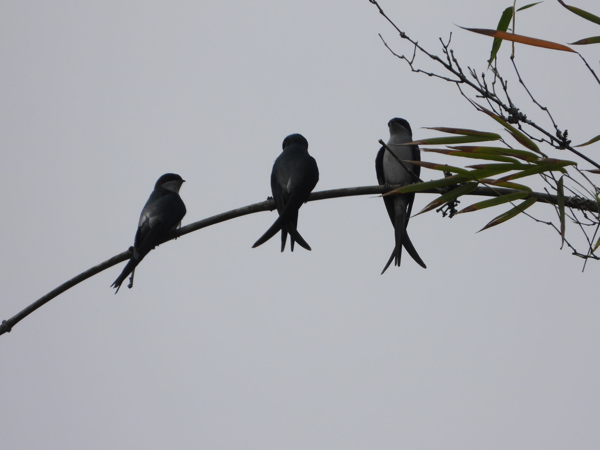 Grey-rumped Treeswift (Hemiprocne longipennis), photo 5