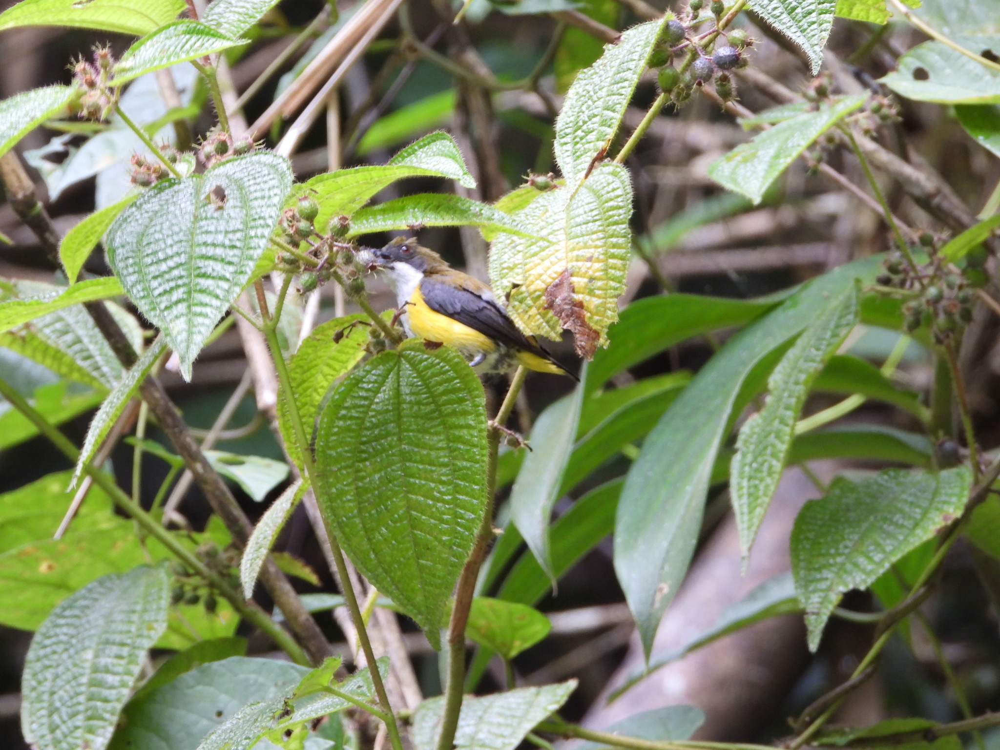 Yellow-sided Flowerpecker (Dicaeum aureolimbatum), photo 1