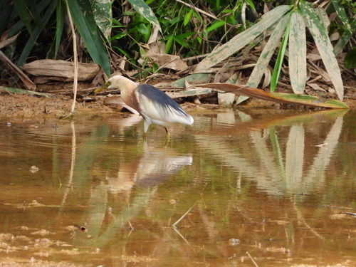 Ardeola speciosa