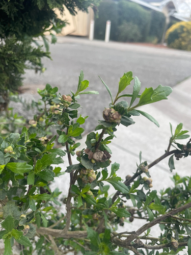 Unknown species found near N Rengstorff Ave, Mountain View, CA, US