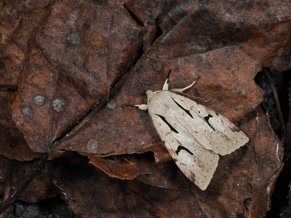 Orthosia atriluna