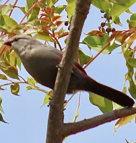 Cinderella Waxbill (Glaucestrilda thomensis), photo 3