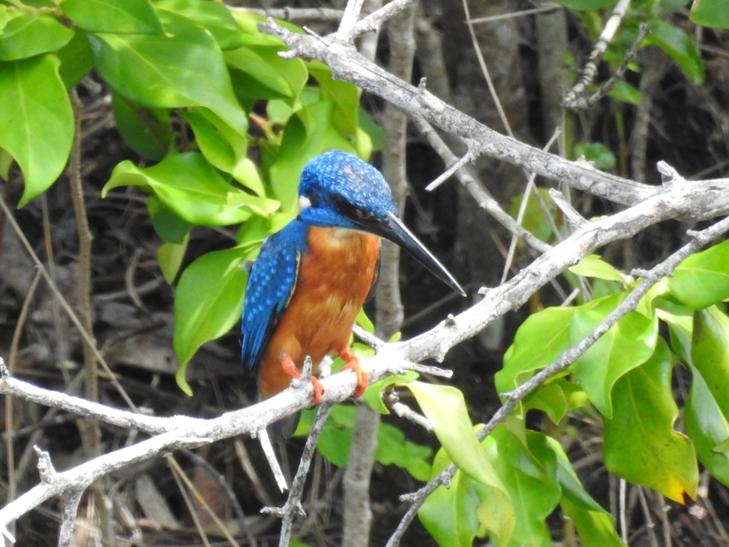 Choto machranga (Alcedo atthis)