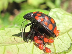 Pachycoris