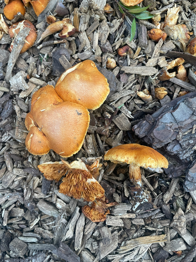 Gymnopilus aurantiophyllus · February 2026 · photo: © ethologist (iNaturalist, cc-by)