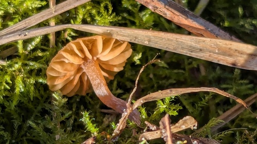 Galerina graminea — (c) Michel Langeveld, some rights reserved (CC BY)