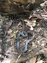 Cacophis squamulosus