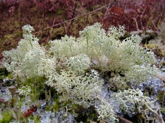 Cladonia ciliata tenuis