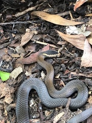 Cacophis squamulosus