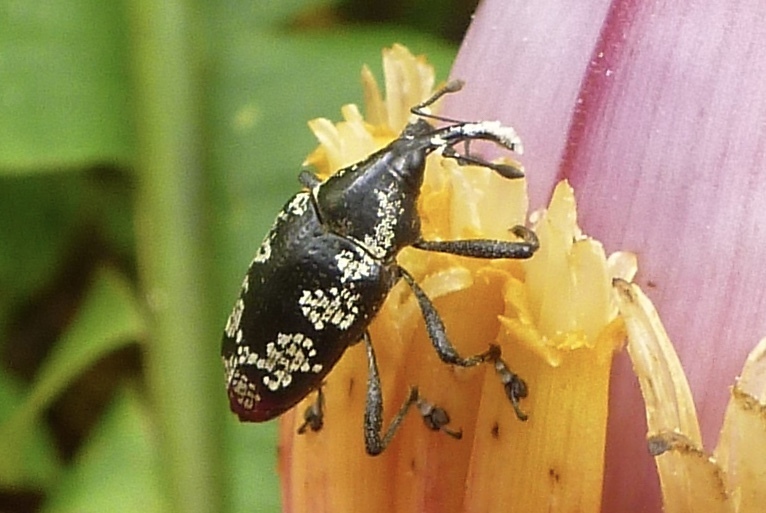 Cholus scalaris