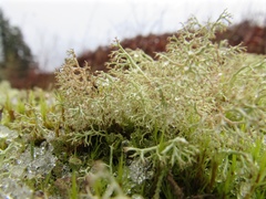 Cladonia ciliata tenuis
