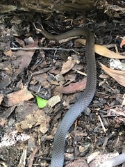 Cacophis squamulosus