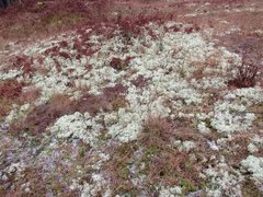 Cladonia ciliata tenuis