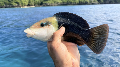Blackedge thicklip wrasse (Hemigymnus melapterus) — Labridae — 2