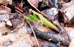 Acontista aurantiaca