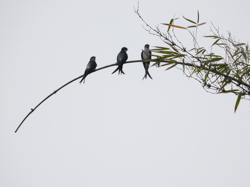 Grey-rumped Treeswift (Hemiprocne longipennis), photo 6
