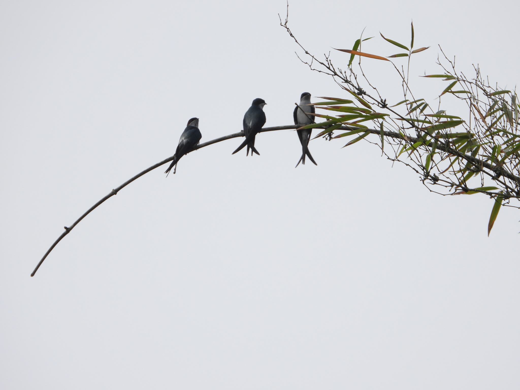 Grey-rumped Treeswift (Hemiprocne longipennis), photo 6