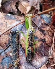 Acontista aurantiaca