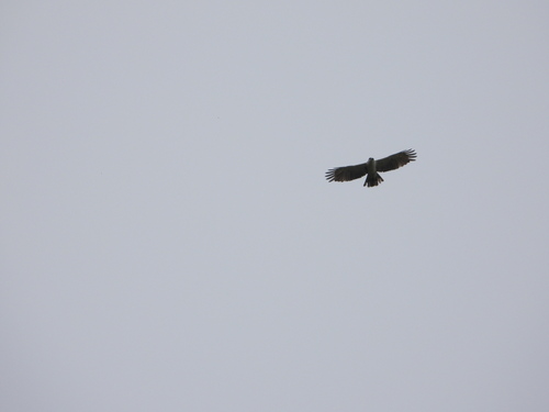 Rufous-bellied Eagle (Lophotriorchis kienerii), photo 3