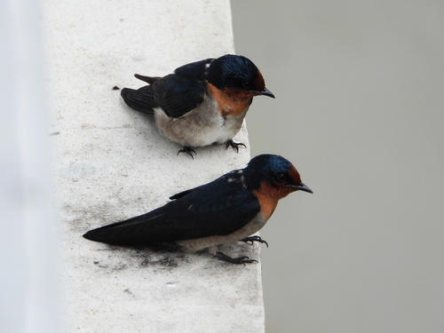 Hirundo javanica