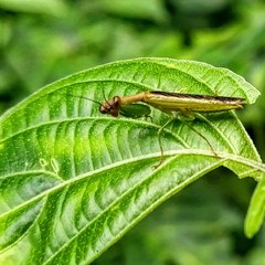Acontista aurantiaca