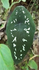 Caladium steudnerifolium