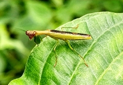 Acontista aurantiaca