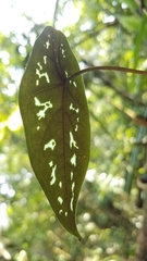 Caladium steudnerifolium