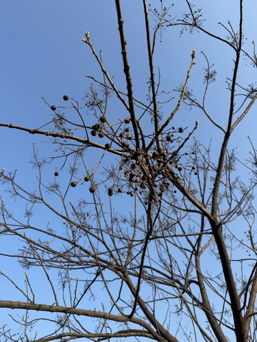 Chinaberry