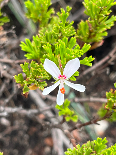 Threes Storksbill (Pelargonium ternatum)