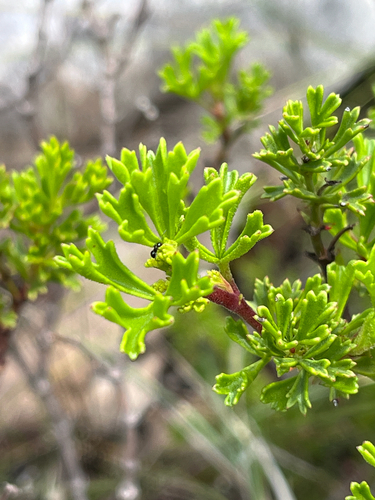 Pelargonium ternatum, photograph 4