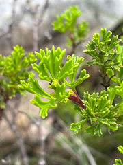 (c) Dave U, some rights reserved (CC BY-SA) Pelargonium ternatum, photograph (c) Dave U, some rights reserved (CC BY-SA)