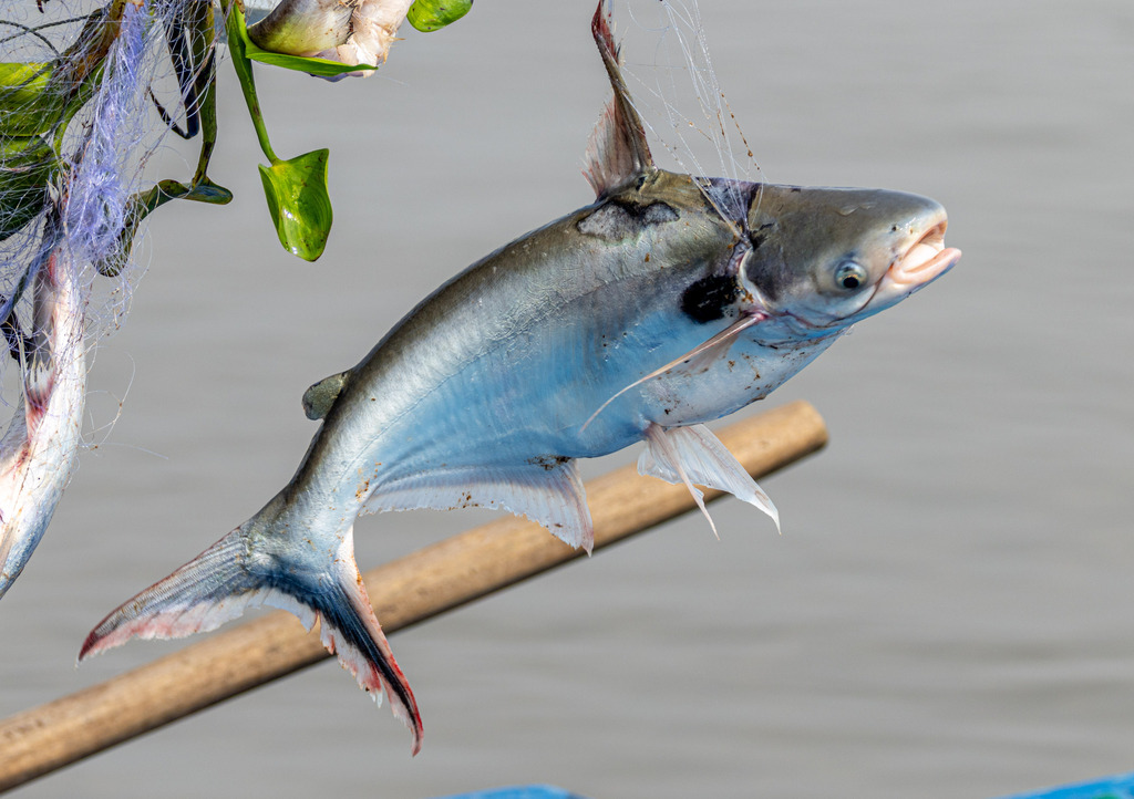 Spot pangasius (Pangasius larnaudii) — Pangasiidae