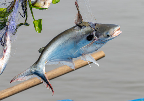 Spot pangasius (Pangasius larnaudii) — Pangasiidae