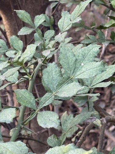 Naringi crenulata