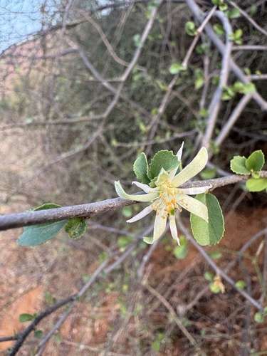 Small-leaf White Raisin