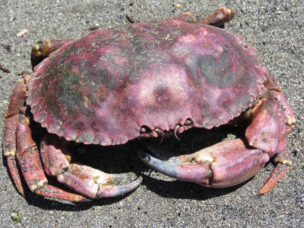 mola rock crab
