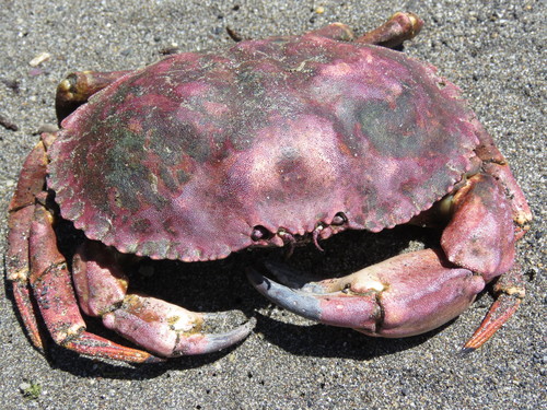 mola rock crab