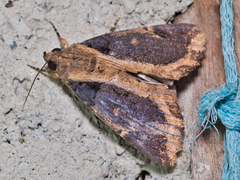 Ercheia