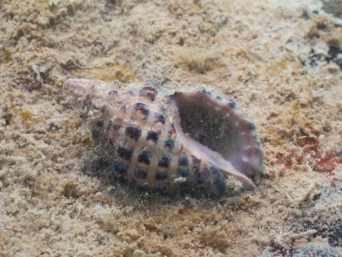 Drupella rugosa observed 2025-12-28