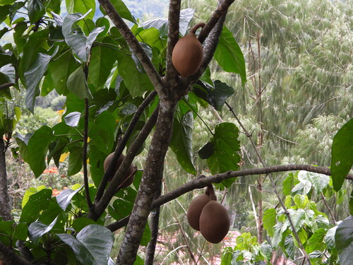 Football fruit (Pangium edule)