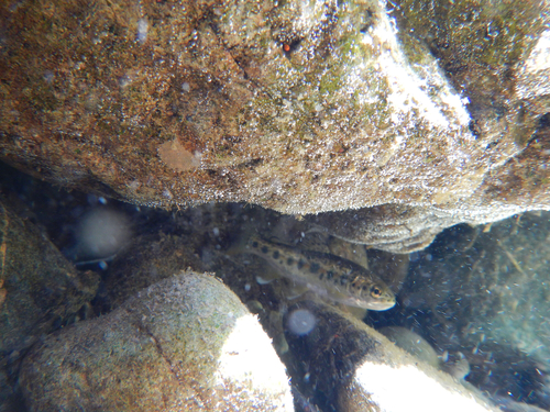 Oncorhynchus clarkii
