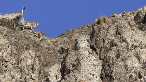 Snow Leopard