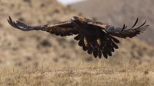 Aigle royal