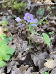 Cardamine nuttallii