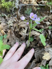 Cardamine nuttallii