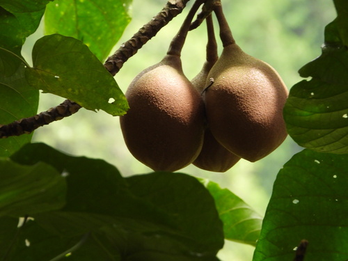 Pangium edule, photograph 2